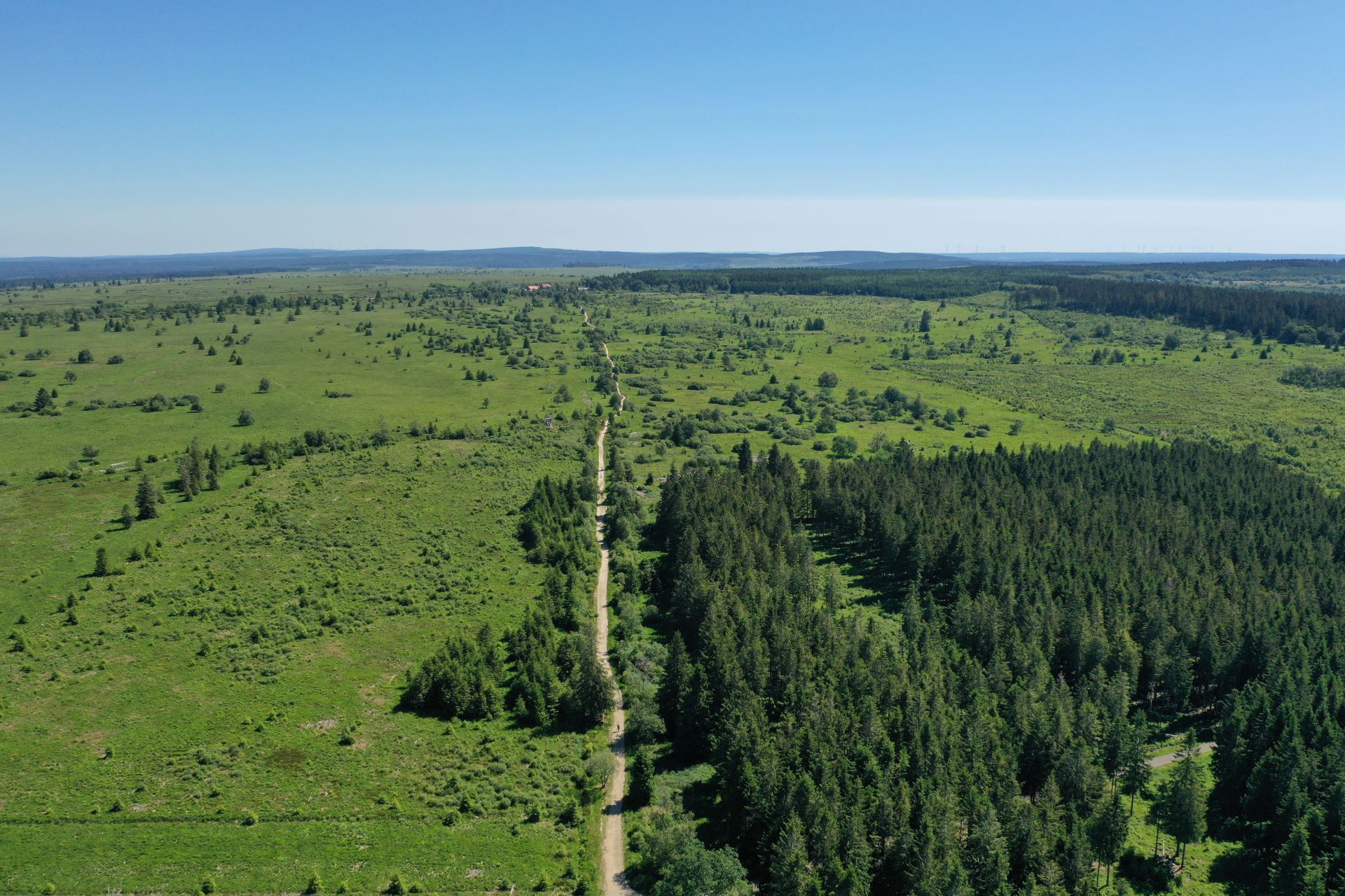 Une vue dans la forêt se concentre sur le dessous des arbres à plusieurs mètres de la caméra. Des herbes et de la verdure entourent les grands arbres.