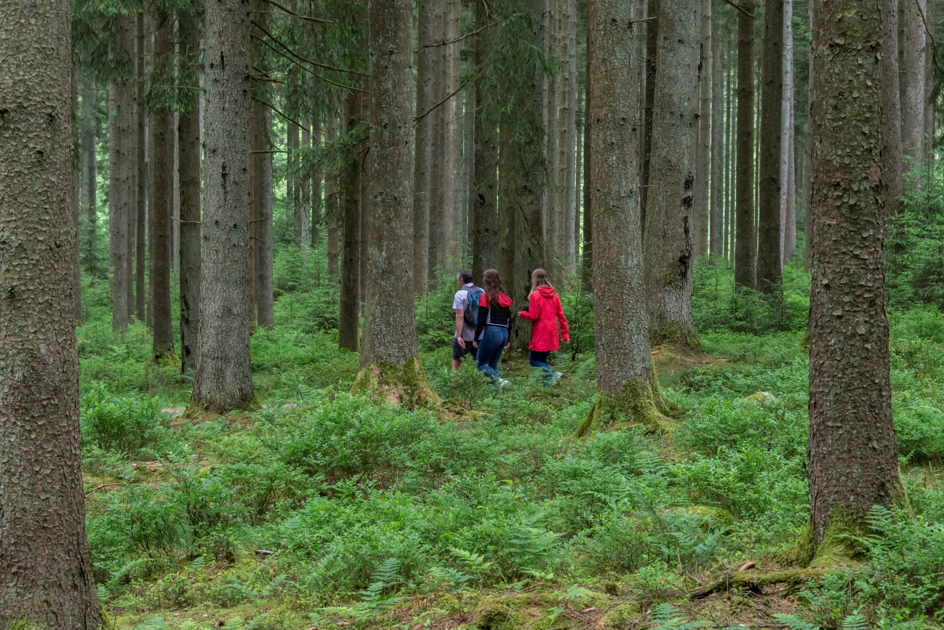 Trois randonneurs sont visibles de loin, ils portent des vêtements clairs. Ils traversent une forêt avec des arbres immenses et des plantes vertes basses.