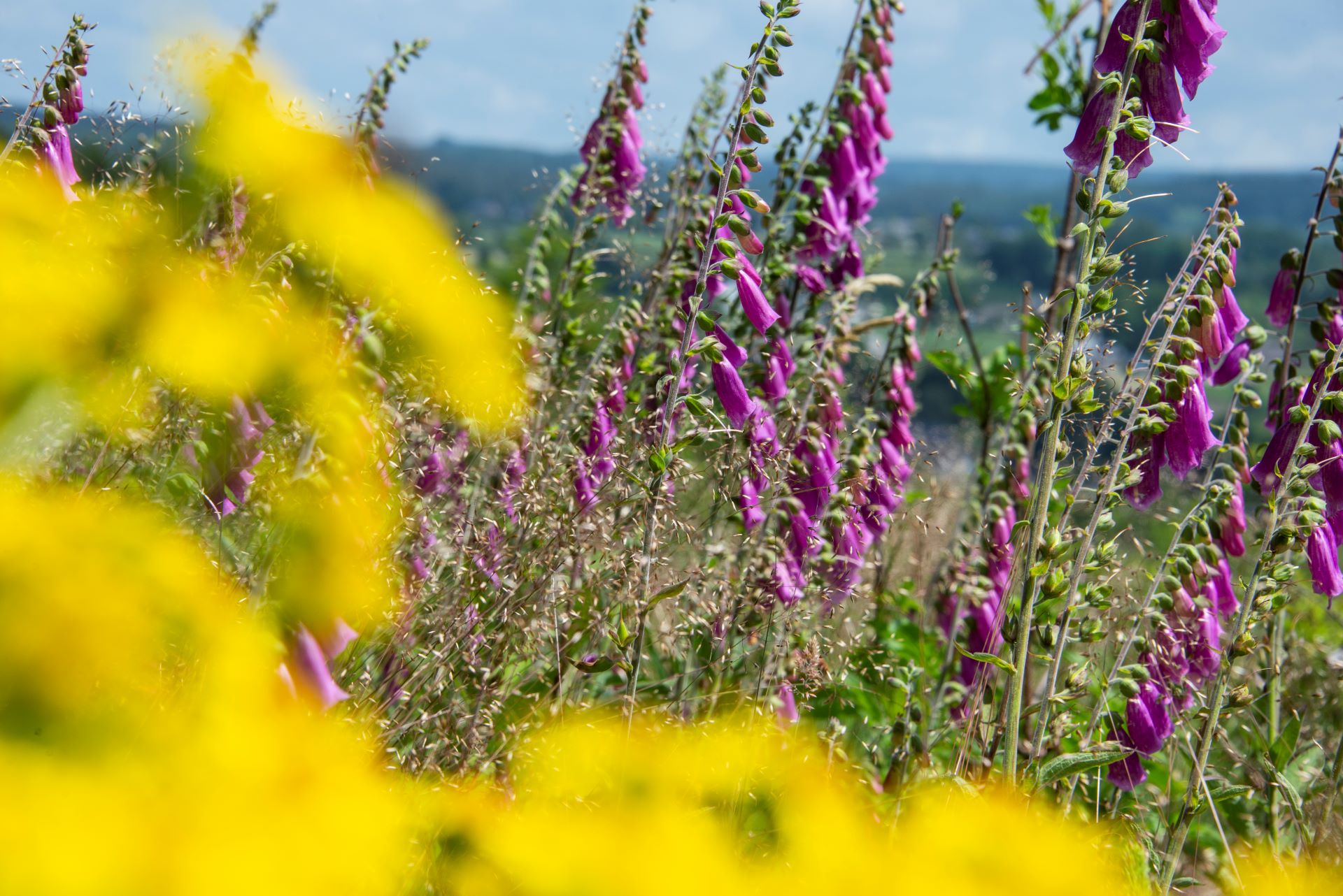 On peut voir sur cette photo des fleurs sauvages de couleur violette et jaune.