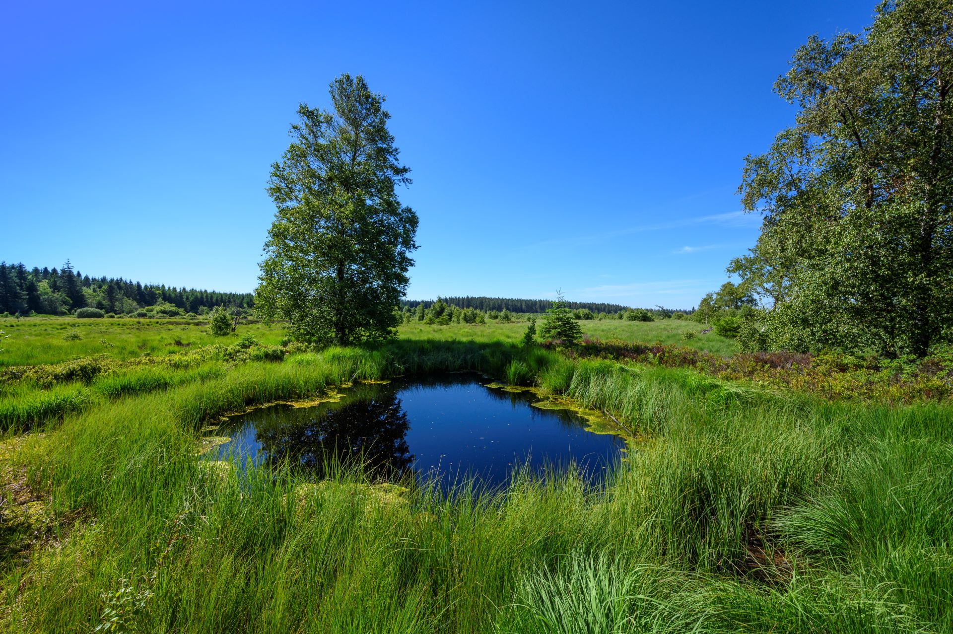 Le ciel bleu se reflète dans un petit étang. Un arbre et de nombreuses herbes sauvages l'entourent.