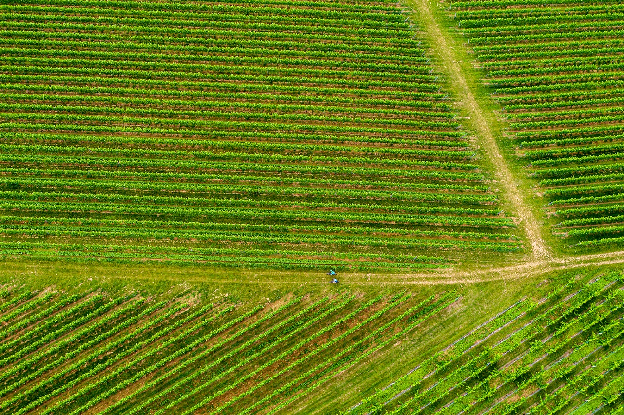 Vue aérienne de trois personnes sur une piste de VTT dans les vignobles.