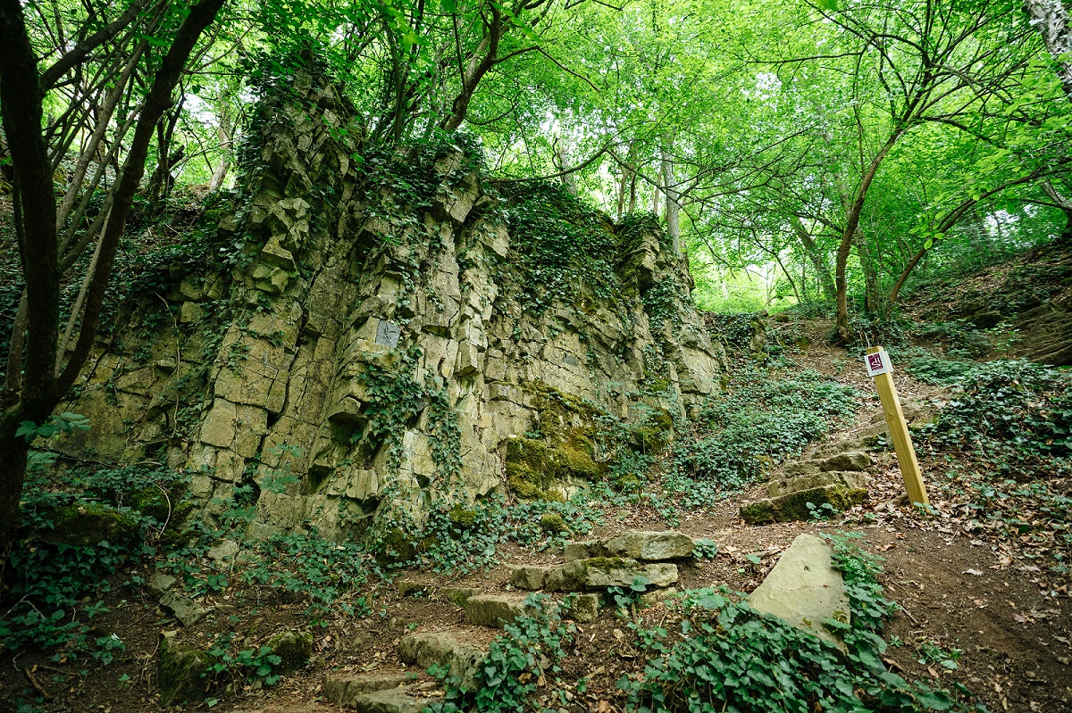 Les 100 escaliers qui montent à travers la forêt. A gauche du chemin, un petit mur de pierre.