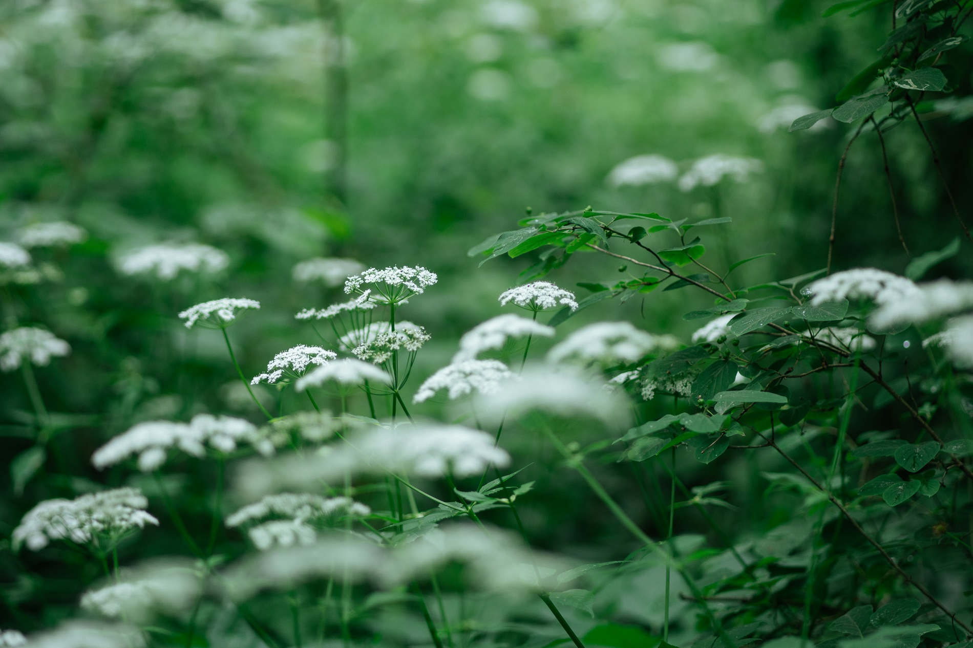 Gros plan d'une plante à petites fleurs blanches dans la forêt.