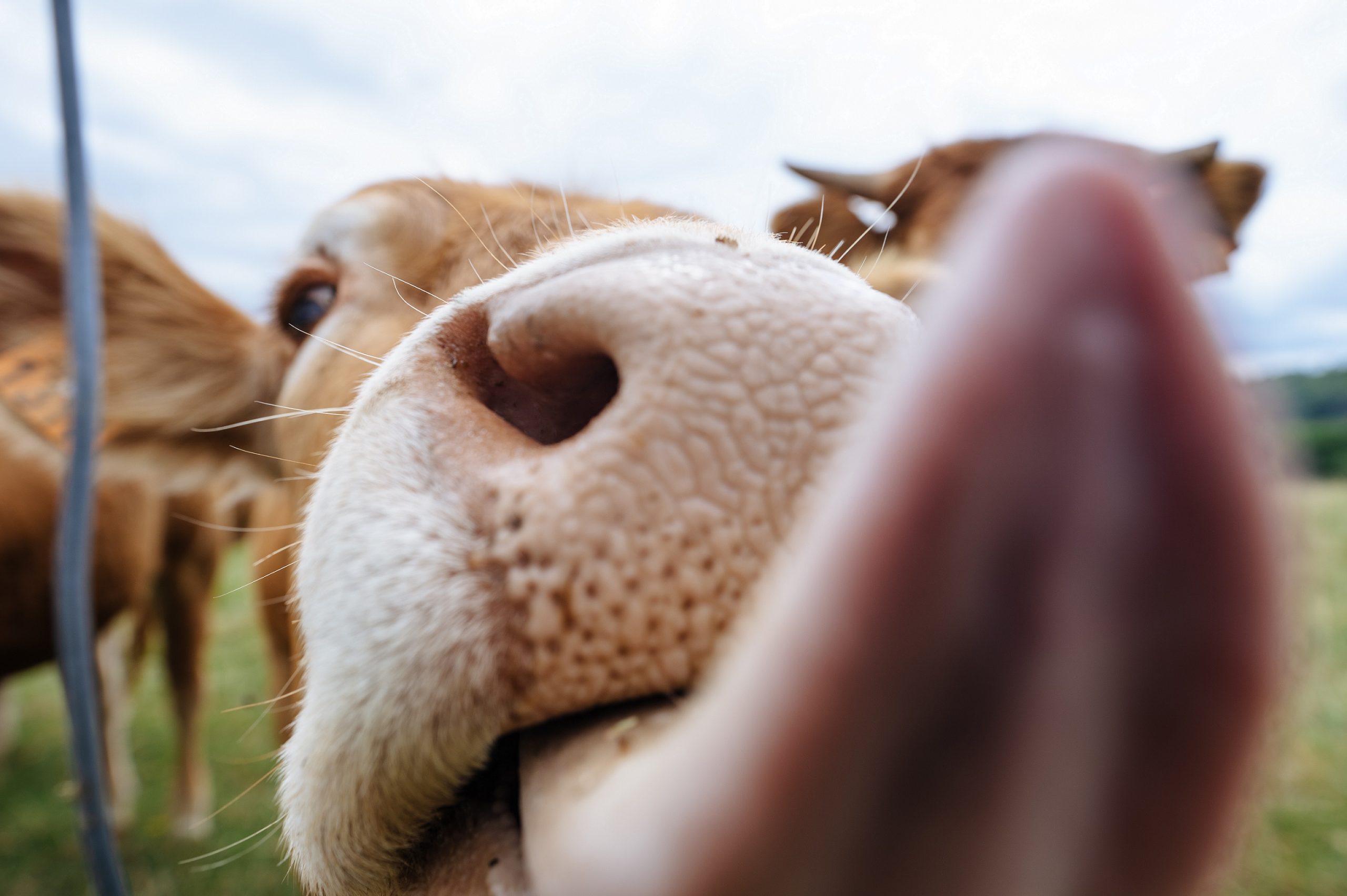 Gros plan d'une vache tirant la langue à la caméra.
