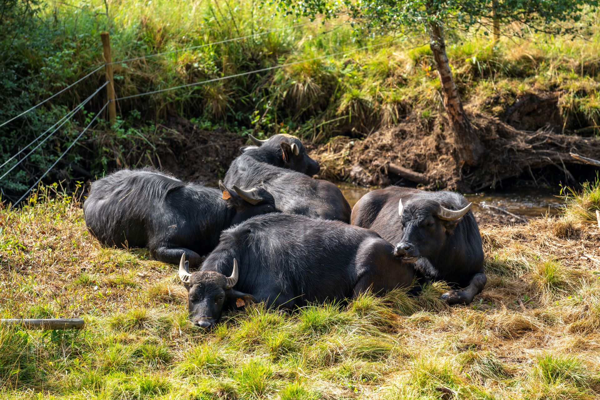 Un groupe de quatre buffles d'eau sauvages est allongé sur une rive herbeuse près d'un ruisseau où ils aiment se nourrir.