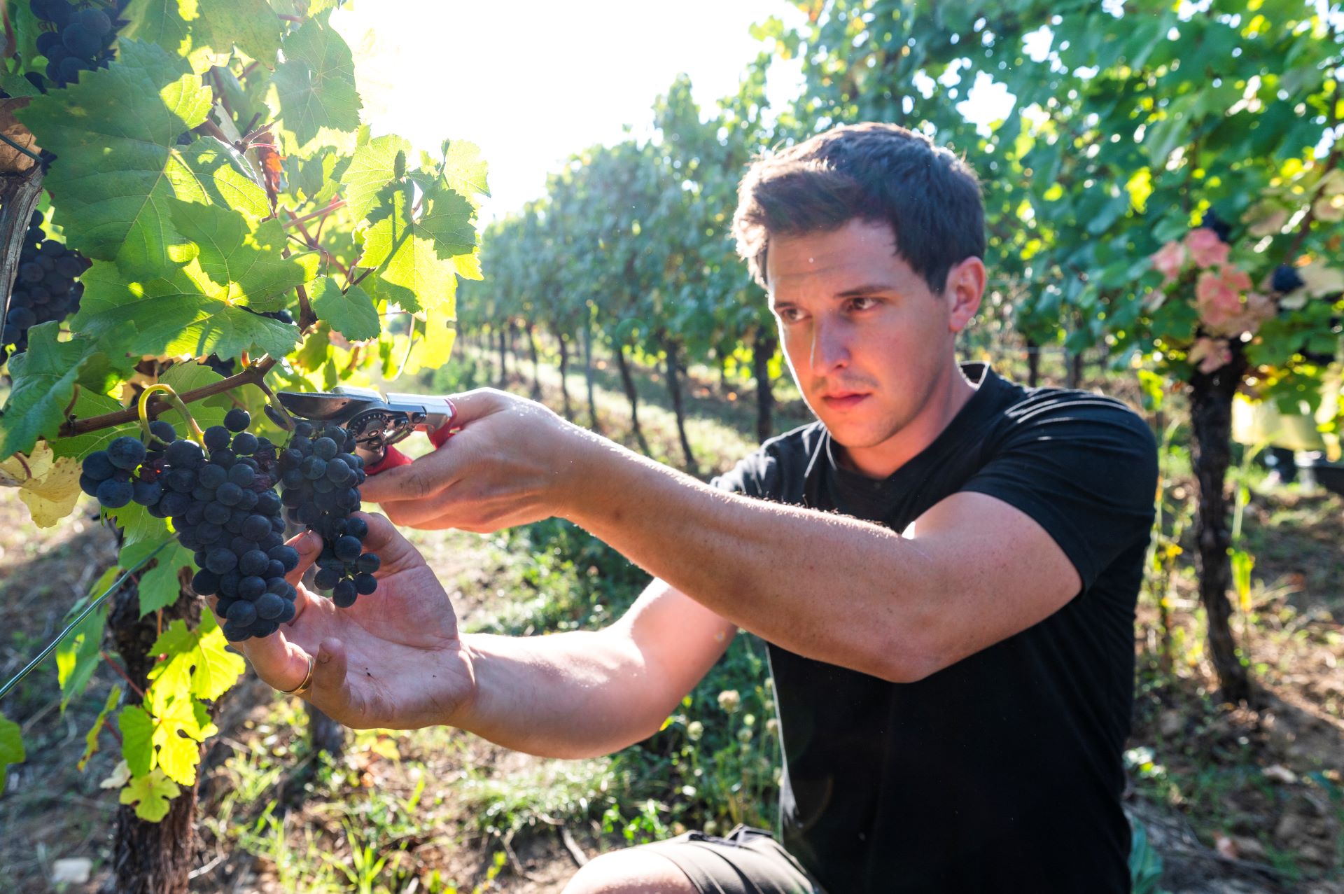 Le jeune viticulteur est photographié dans le vignoble, inspectant les raisins violet foncé sur les vignes.