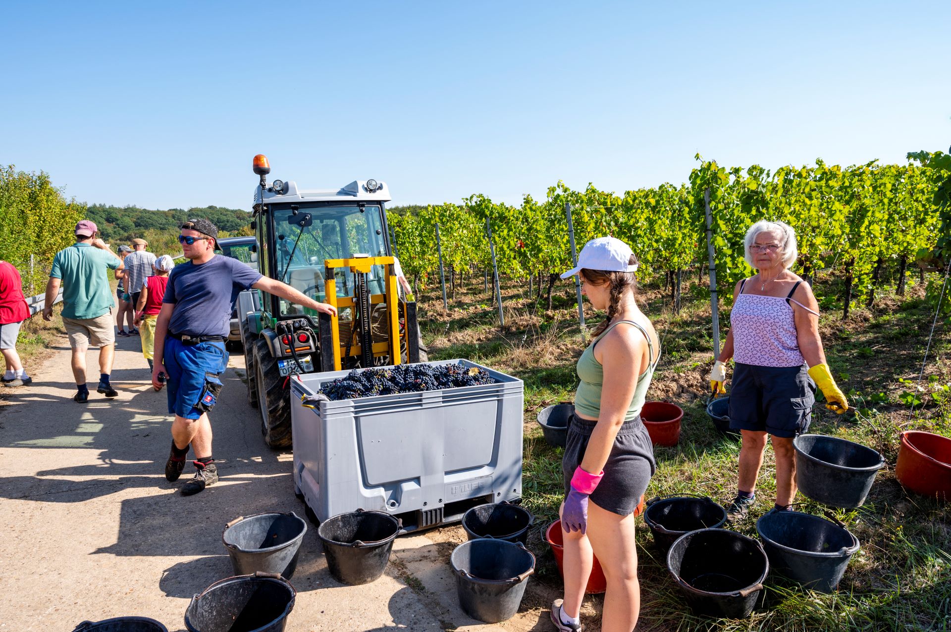 Les travailleurs de la vigne sont représentés au travail. Un homme s'appuie sur un véhicule tenant des raisins dans un grand récipient, tandis que des femmes avec des seaux se tiennent au premier plan.