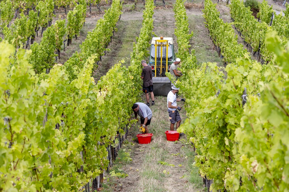 Des vendangeurs récoltent des raisins dans le vignoble avec un tracteur.