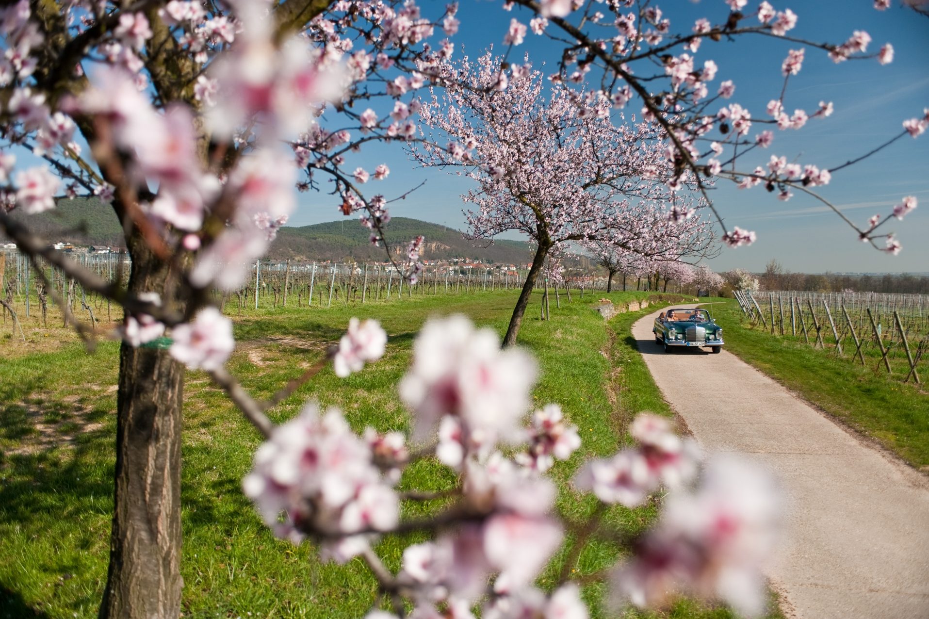 Une promenade en décapotable le long d'un vignoble sur la route des vins allemands avec des amandiers en fleurs.