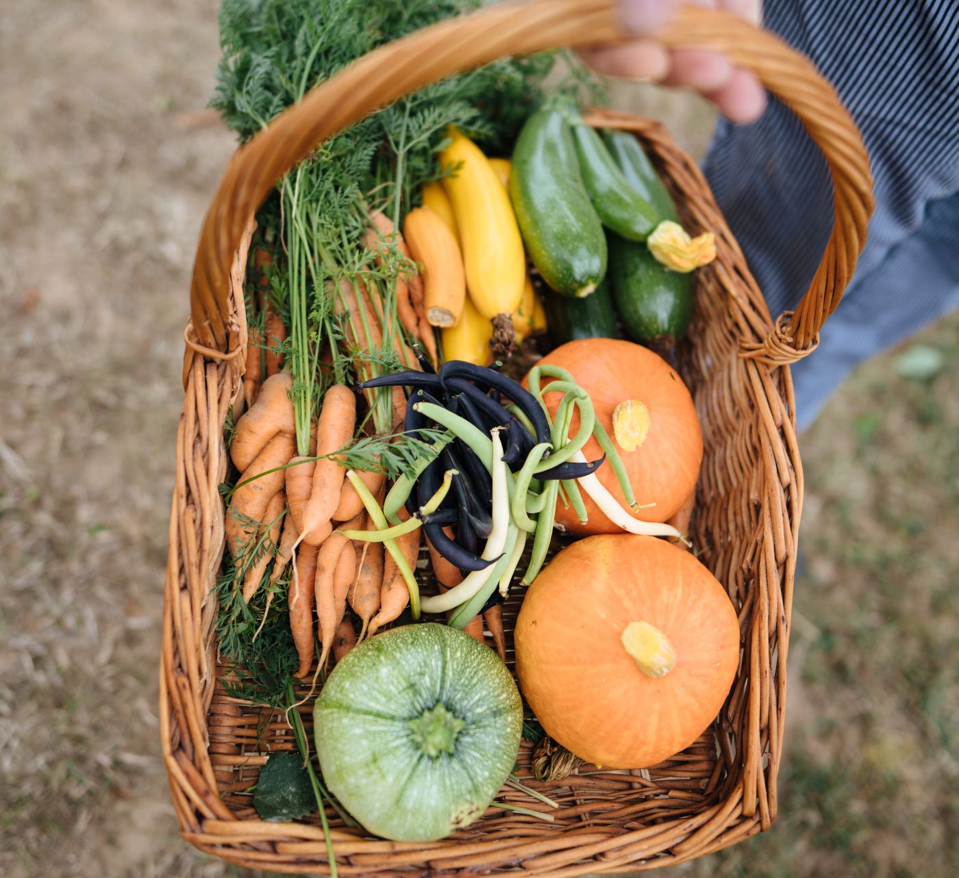 Ein Korb mit frisch gepflücktem, buntem Gemüse wird von einer Person außerhalb des Bildes gehalten.