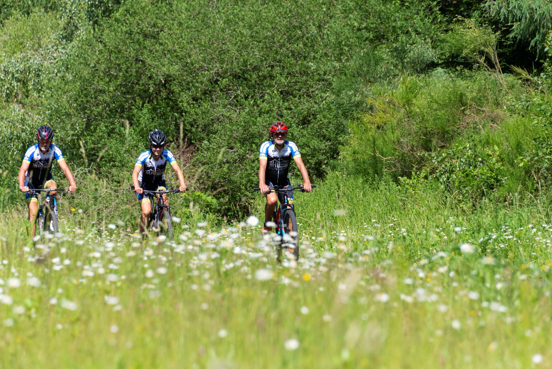 Drei Mountainbiker sind auf einem Radweg zu sehen, der durch ein grünes Feld voller weißer Wildblumen führt.