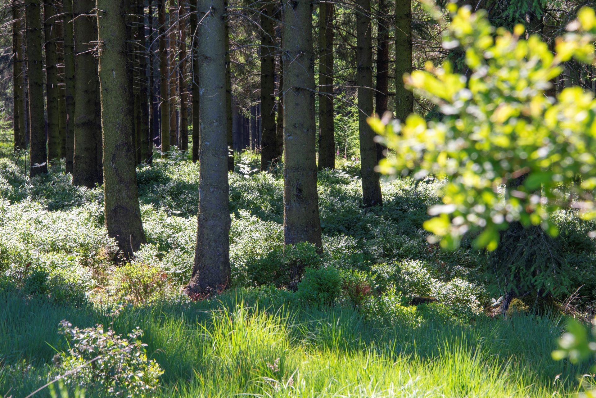 Ein Blick in den Wald fokussiert auf die Unterseiten von Bäumen, die mehrere Meter von der Kamera entfernt sind. Gräser und Grünzeug umgeben die großen Bäume.