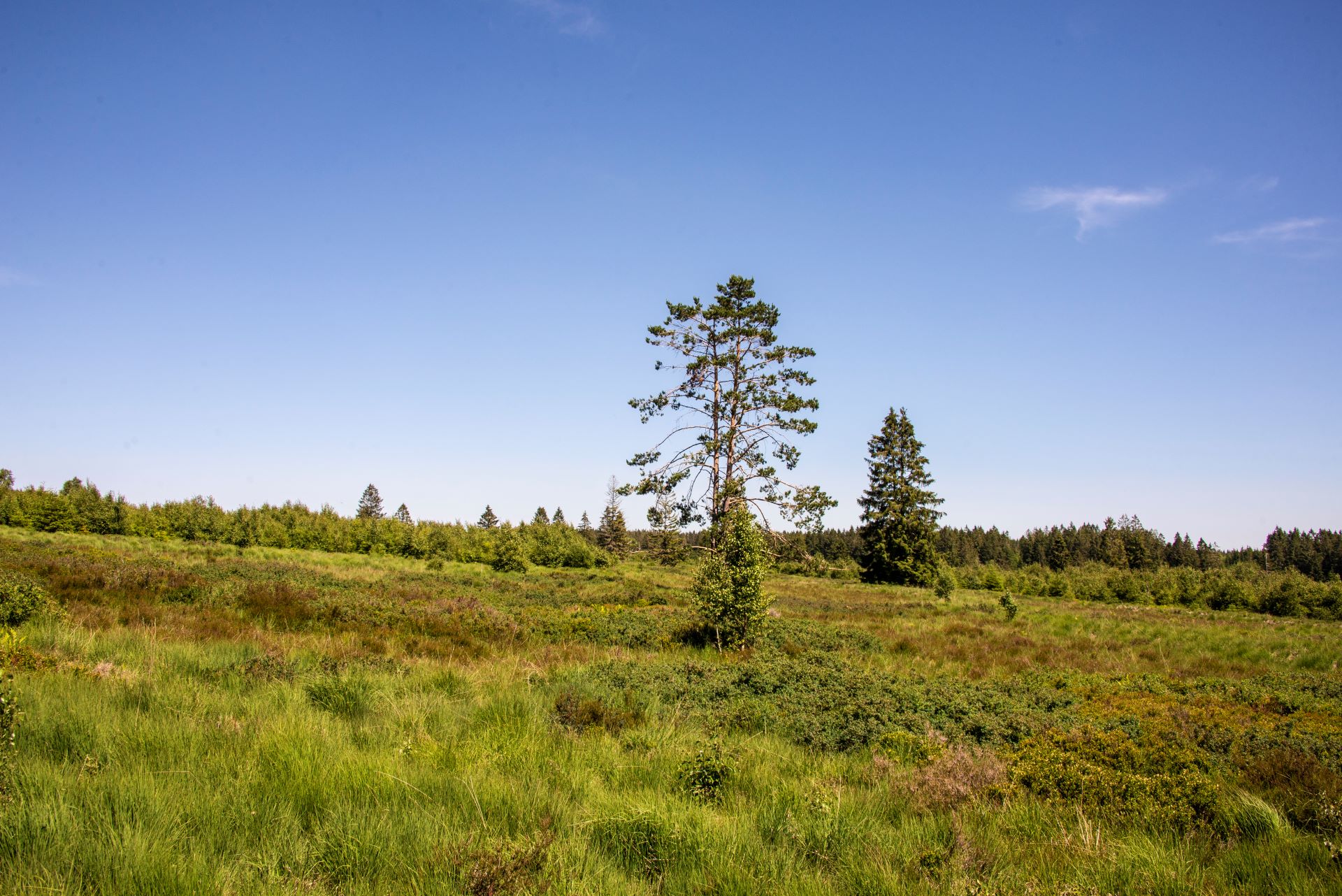 Ein einsamer Baum steht in der Mitte des Bildes. Blauer Himmel und grüne Natur umgeben den Baum, mit Wald im Hintergrund.