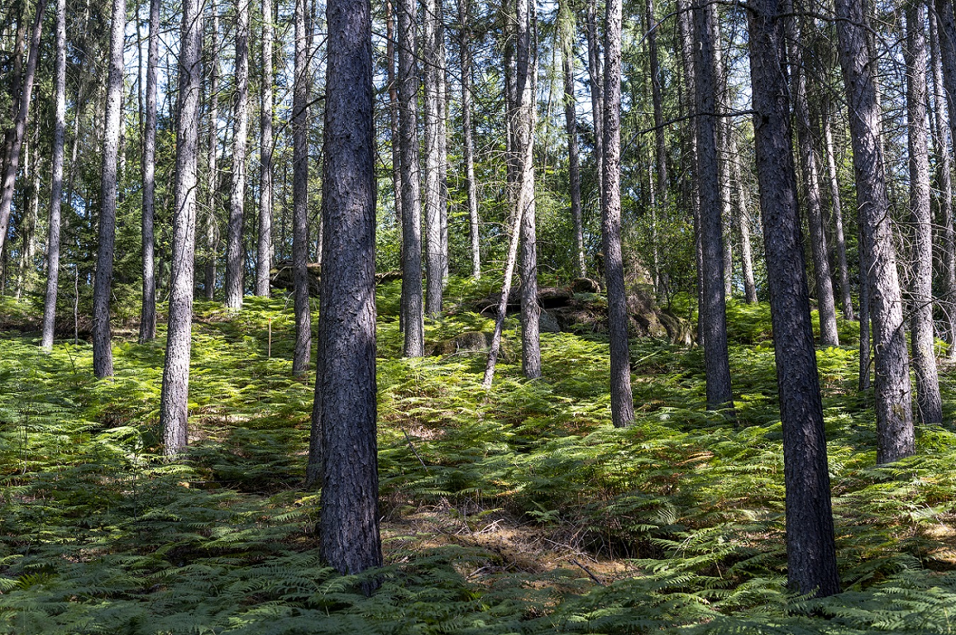 Landschaftsaufnahme von Bäumen im Wald. Der Waldboden ist von Farnen überdeckt.