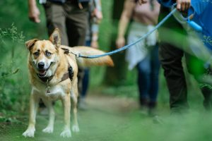 Close-Up eines Hundes, der an der Leihne entlang des CFL-Wanderwegs geführt wird. Im Hintergrund verschwommen sind mehrere Wanderer zu sehen.