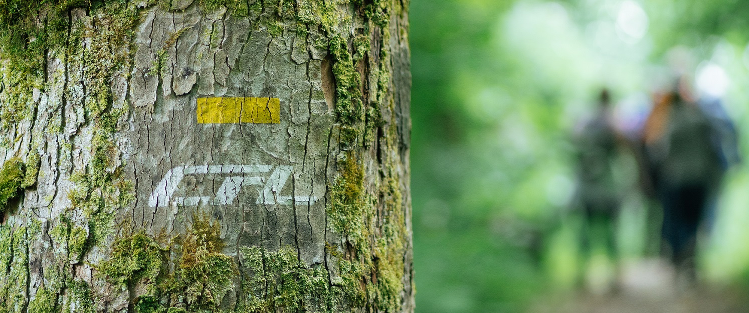 Close-Up eines Baumes, auf dessen Rinde das CFL-Logo als Wegemakierung gesprüht worden ist. Im Hintergrund verschwommen die Wandergruppe.