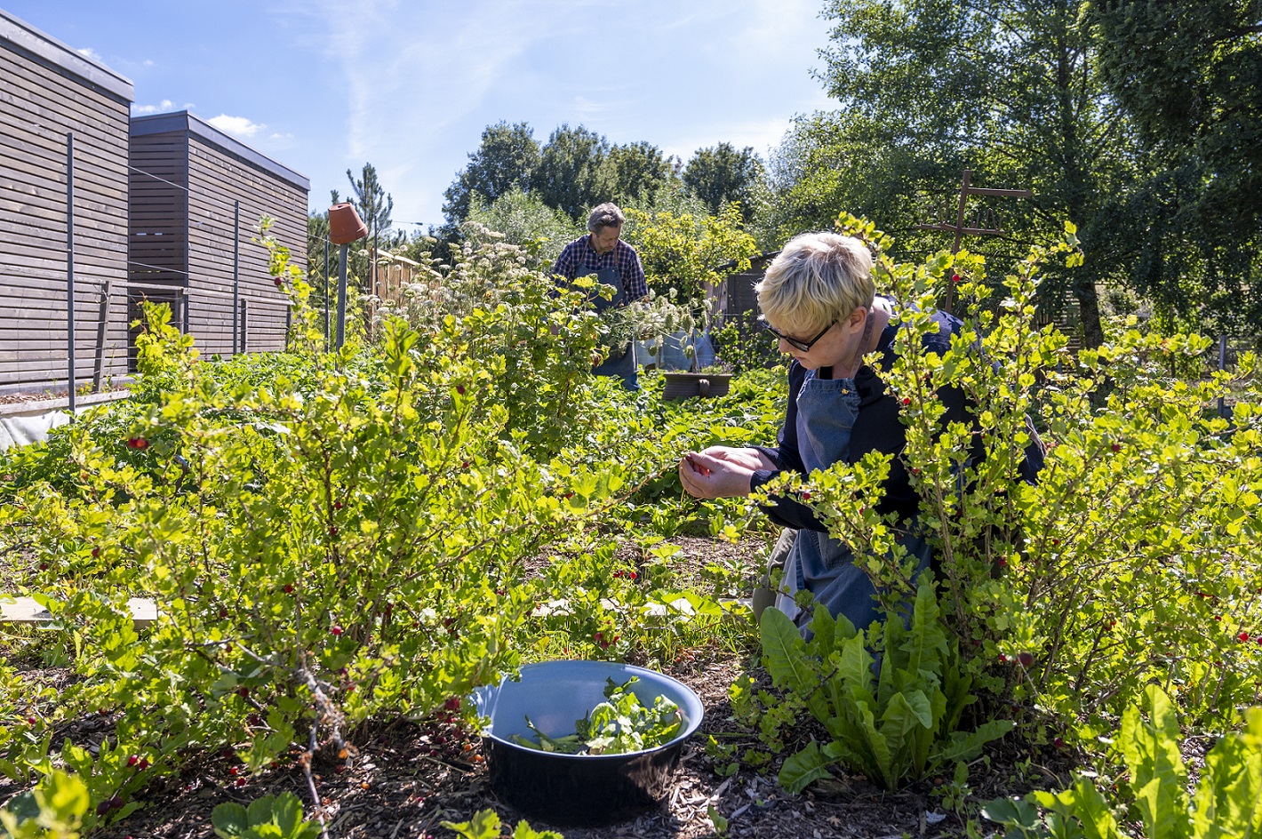 Anja Faust-Spanier und ih Mann beim Ernten im Garten beim Landhaus Spanier. Sie ist Vordergrund mit einer Schüssel mit geerntetem Salat zu sehen.
