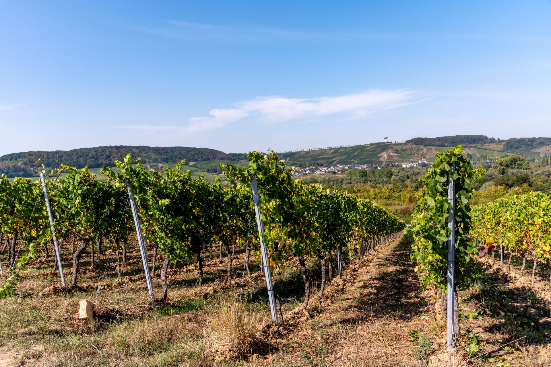 Reihen und Reihen von Weinstöcken sind vor einem blauen Himmel und grünem Hintergrund abgebildet.