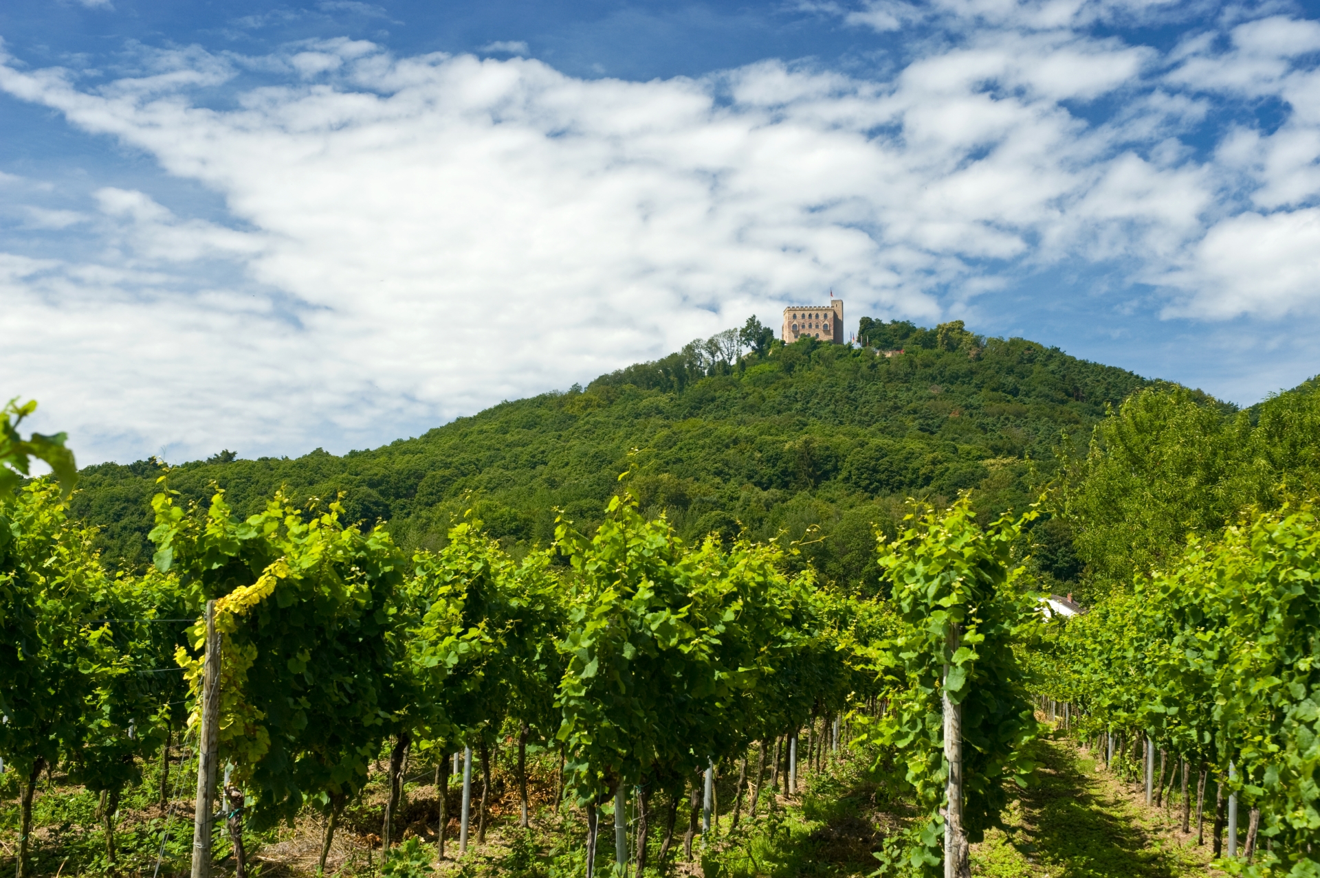 Blick von den Weinbergen auf das Hambacher Schloss