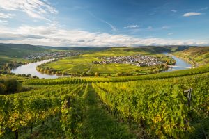 Die Moselschleife bei Leiwen bei Sommerwetter und blauem Himmel, im Vordergrund stehen Weinreben