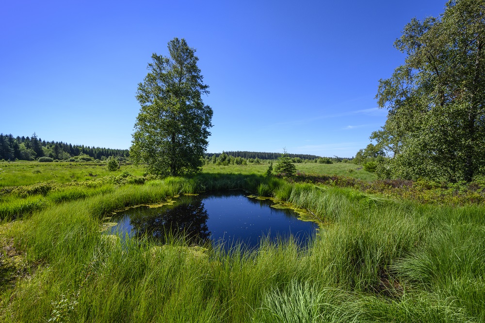 In einem kleinen Teich spiegelt sich der blaue Himmel. Ein Baum und viele wilde Gräser umgeben ihn.